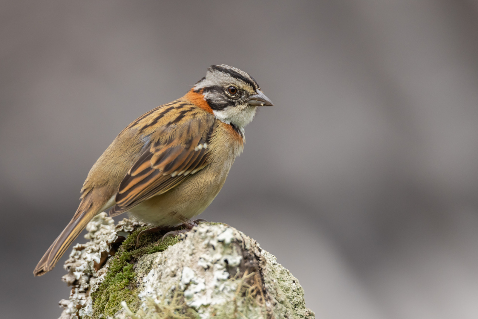image Rufous-collared Sparrow